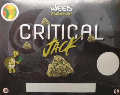 Critical Jack (CBD -0,3% THC)