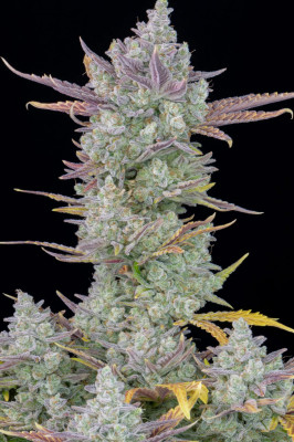 420 Fast Buds - Gorilla Cookies Auto