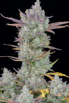 420 Fast Buds - Gorilla Cookies Auto