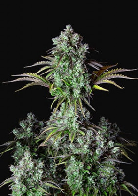 420 Fast Buds - Original Big Bud Auto