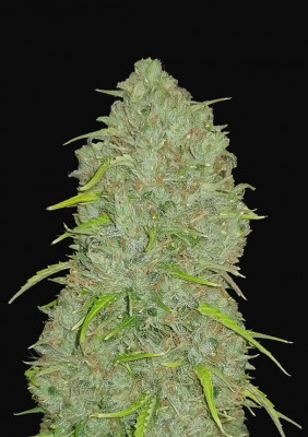 420 Fast Buds - Original Jack Herer Auto