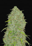 420 Fast Buds - Original Jack Herer Auto