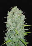 420 Fast Buds - Original Northern Lights Auto