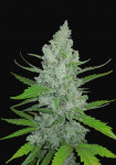 420 Fast Buds - Original Sour Diesel Auto