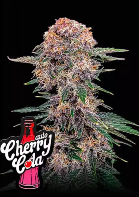 420 Fast Buds - Cherry Cola Auto