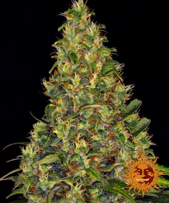 Barney's Farm - Amnesia Haze Auto