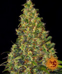 Barney's Farm - Amnesia Haze Auto