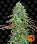 Barney's Farm - LSD Auto