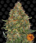 Barney's Farm - Pineapple Express Auto