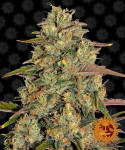 Barney's Farm - Amnesia Lemon Féminisée