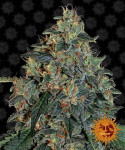 Barney's Farm - Blueberry OG Féminisée