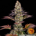 Barney's Farm - Gelato #45 Féminisée