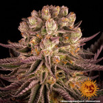 Barney's Farm - Mimosa x Orange Punch Féminisée
