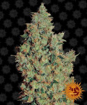 Barney's Farm - Tangerine Dream Féminisée
