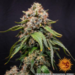 Barney's Farm - White Widow XXL Féminisée