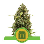 RQS - Diesel Auto