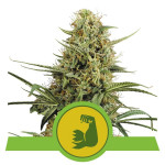 RQS - Hulkberry Auto