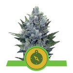RQS - Northern Light Auto