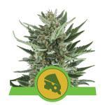 RQS - Royal Cheese Auto