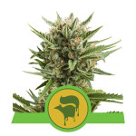 RQS - Sweet Skunk Auto