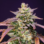 Sweet Seeds - Purple Punch OG XL Auto